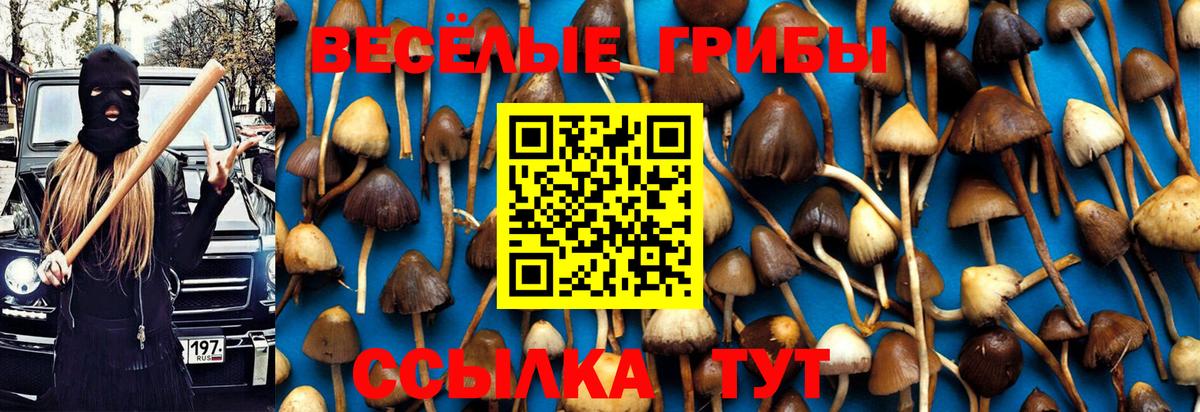 Псилоцибиновые грибы Cubensis Краснознаменск